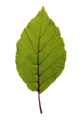 Green leaf of Purple beech isolated on white