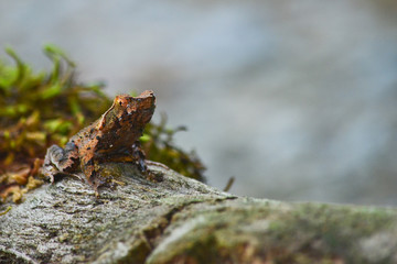 brown frog