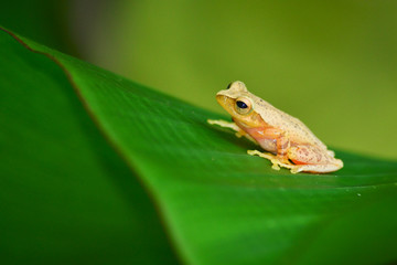 frog