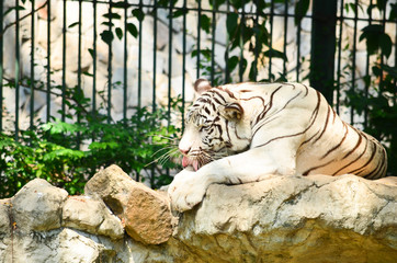 white tiger