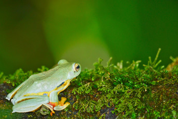 yellow frog on moss