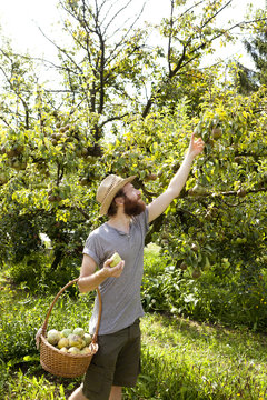 farmer who gathers pears from trees with straw hat and basket