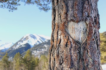 Tree with heart