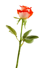 beautiful rose, isolated on white