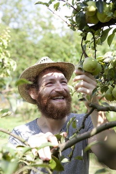 young hipster bearded boy farmer who gathers pears from tree