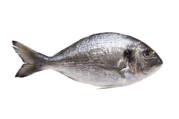 Dorado fish isolated on white background, with path