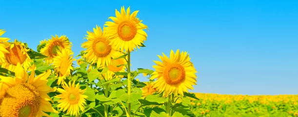 Acrylic prints Sunflower Sunflowers