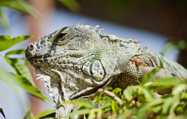 Варан на дереве