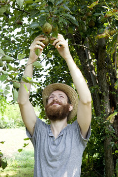 boy farmer who gathers pears from trees with straw hat