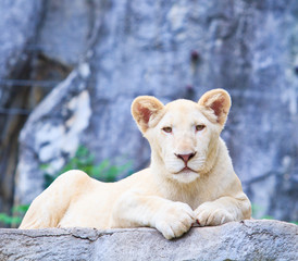 Obraz premium Female lion