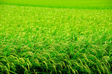 Green ear of rice