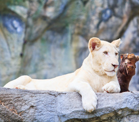 Obraz premium Female lion