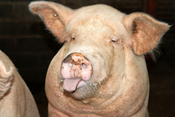 cochon tirant la langue