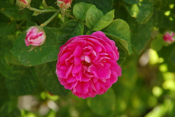 Rosenblüte an Wildrosenstrauch
