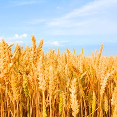 Fototapeta premium Kornfeld bei schönem Wetter