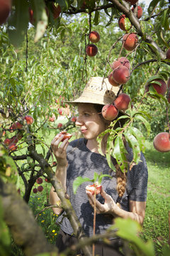 young farmer woman who gathers and taste fresh peaches from tree