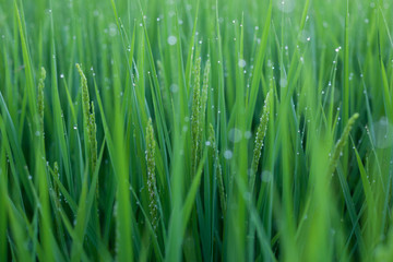 朝露に濡れる稲