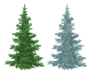 Christmas green and blue spruce fir trees
