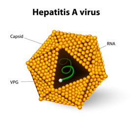Hepatitis A virus structure