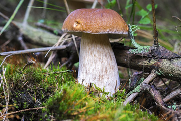 Close up photo of a boletus edulis in the forest