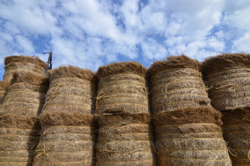 Obraz premium récolte du lin