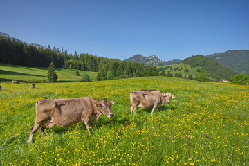 Fototapeta premium Allgäu, Kühe weiden auf blumenbestandener Bergwiese