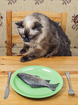 Cat at dinner table
