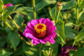 beautiful flower garden zinnia elegans