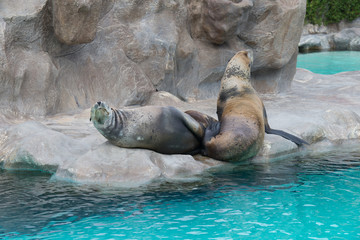 Fur seals