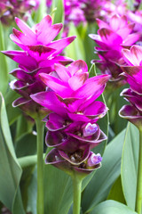Purple Catharanthus roseus/vinca rosea Flower