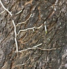 Orchid roots attached on tree.