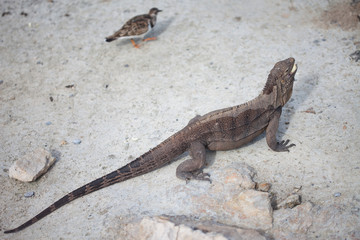 Marine iguana