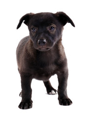 Obraz premium Funny puppy isolated on white