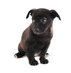 Obraz premium Funny puppy isolated on white