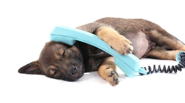 Sleeping puppy and blue phone isolated on white