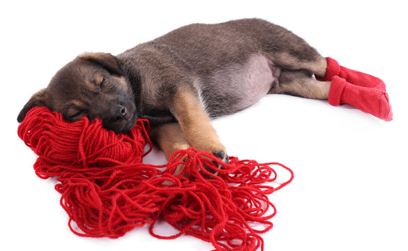 Puppy in red socks sleeping