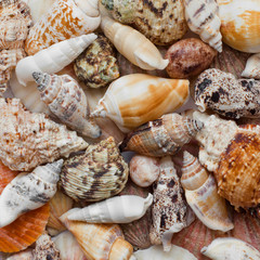 Sea shells in the background