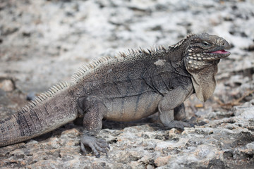Marine iguana