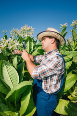 Farmer looks tobacco in the field