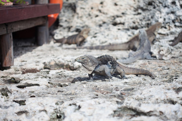 Marine iguana