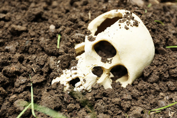 Human skull in ground close-up
