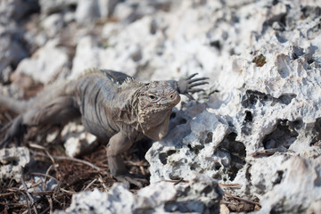 Marine iguana