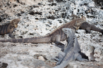 Marine iguana