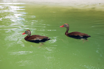 Red Billed Whistling Duck