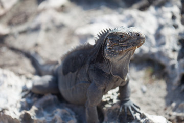 Marine iguana