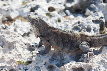 Marine iguana