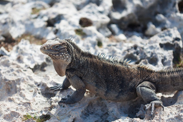 Fototapeta premium Marine iguana