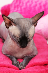 Beautiful gray sphinx cat relaxing on plaid in room