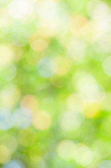 defocused abstract green background