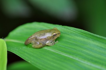 蛙の幼生